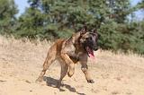 MALINOIS 132